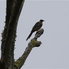 Anthochaera carunculata (Red Wattlebird) at Paddys River, ACT - 23 Jan 2025 by RodDeb