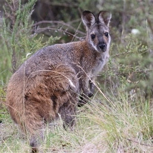 Notamacropus rufogriseus at Tharwa, ACT - 23 Jan 2025 04:26 PM