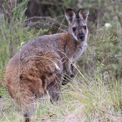 Notamacropus rufogriseus (Red-necked Wallaby) at Tharwa, ACT - 23 Jan 2025 by RodDeb