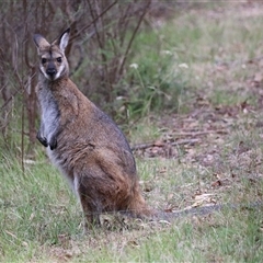 Notamacropus rufogriseus at Tharwa, ACT - 23 Jan 2025 04:26 PM