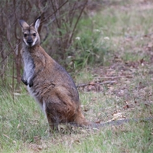 Notamacropus rufogriseus at Tharwa, ACT - 23 Jan 2025 04:26 PM