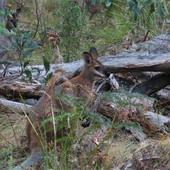 Notamacropus rufogriseus at Tharwa, ACT - 23 Jan 2025 04:26 PM