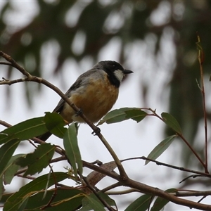 Pachycephala rufiventris at Kambah, ACT - 23 Jan 2025 12:07 PM