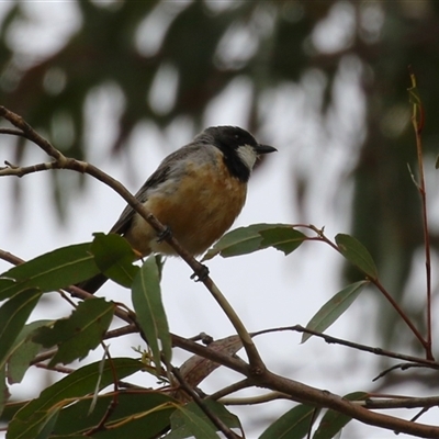 Pachycephala rufiventris (Rufous Whistler) at Kambah, ACT - 23 Jan 2025 by RodDeb