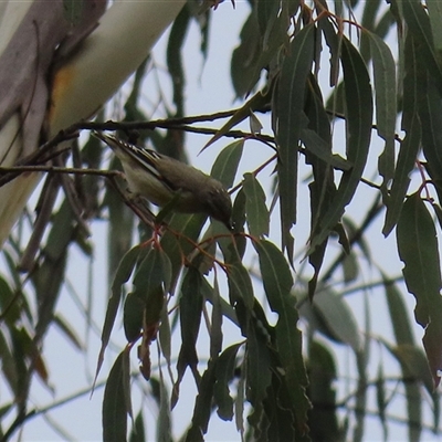 Pardalotus striatus at Kambah, ACT - 23 Jan 2025 by RodDeb