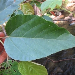 Commersonia macrostipulata at Cape Tribulation, QLD - 23 Jun 2023 02:41 PM