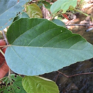 Commersonia macrostipulata at Cape Tribulation, QLD - 23 Jun 2023 02:41 PM