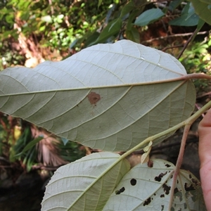 Commersonia macrostipulata at Cape Tribulation, QLD - 23 Jun 2023 02:41 PM