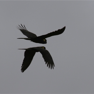 Zanda funerea (Yellow-tailed Black-Cockatoo) at Kambah, ACT by RodDeb