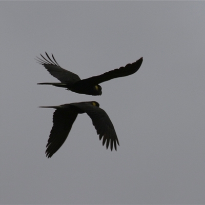 Zanda funerea (Yellow-tailed Black-Cockatoo) at Kambah, ACT - 23 Jan 2025 by RodDeb