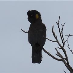 Zanda funerea at Kambah, ACT - 23 Jan 2025 04:53 PM