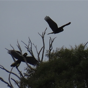 Zanda funerea at Kambah, ACT - 23 Jan 2025 04:53 PM