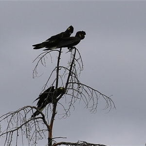 Zanda funerea at Kambah, ACT - 23 Jan 2025 04:53 PM