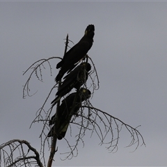 Zanda funerea at Kambah, ACT - 23 Jan 2025 04:53 PM