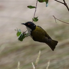 Melithreptus lunatus (White-naped Honeyeater) at Kambah, ACT - 23 Jan 2025 by RodDeb