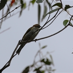 Melithreptus lunatus at Kambah, ACT - 23 Jan 2025 12:07 PM