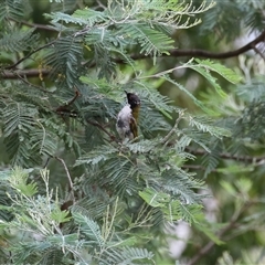 Melithreptus lunatus at Kambah, ACT - 23 Jan 2025 12:07 PM