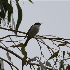 Melithreptus lunatus at Kambah, ACT - 23 Jan 2025 12:07 PM