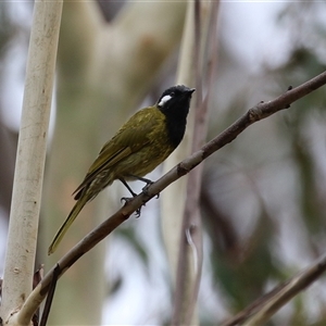 Nesoptilotis leucotis (White-eared Honeyeater) at Paddys River, ACT by RodDeb