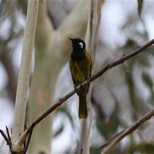 Nesoptilotis leucotis at Paddys River, ACT - 23 Jan 2025 03:09 PM