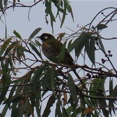 Nesoptilotis leucotis at Paddys River, ACT - 23 Jan 2025 03:09 PM