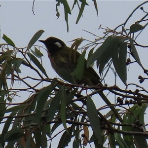 Nesoptilotis leucotis at Paddys River, ACT - 23 Jan 2025 03:09 PM