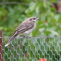 Acanthagenys rufogularis (Spiny-cheeked Honeyeater) at Kambah, ACT - 23 Jan 2025 by RodDeb