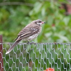 Acanthagenys rufogularis (Spiny-cheeked Honeyeater) at Kambah, ACT by RodDeb