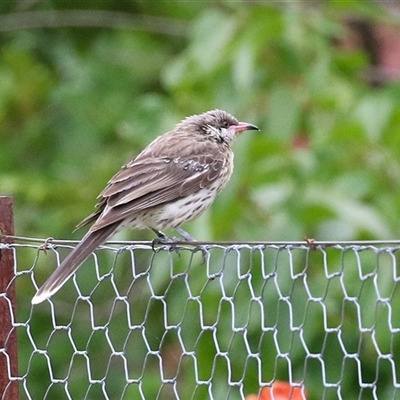 Acanthagenys rufogularis (Spiny-cheeked Honeyeater) at Kambah, ACT - 23 Jan 2025 by RodDeb