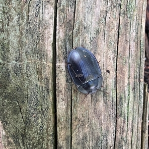 Pterohelaeus piceus at Theodore, ACT by IHendy01