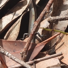 Lampropholis delicata (Delicate Skink) at Lilli Pilli, NSW - 11 Jan 2025 by DavidDedenczuk