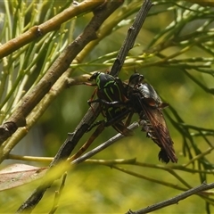 Asilidae (family) at Surf Beach, NSW - 11 Jan 2025 by DavidDedenczuk