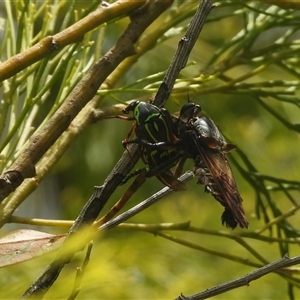 Asilidae (family) at Surf Beach, NSW by DavidDedenczuk