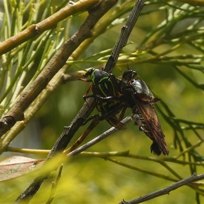 Asilidae (family) at Surf Beach, NSW - 11 Jan 2025 by DavidDedenczuk