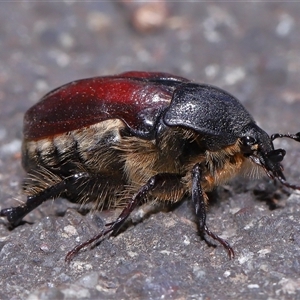 Bisallardiana gymnopleura (Brown flower chafer) at Acton, ACT by TimL