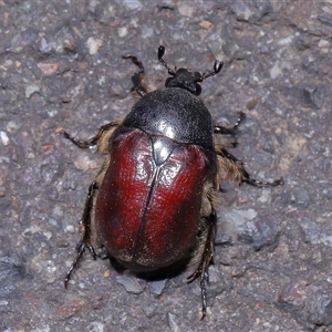 Bisallardiana gymnopleura at Acton, ACT - 19 Jan 2025 01:30 PM