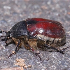 Bisallardiana gymnopleura at Acton, ACT - 19 Jan 2025 01:30 PM