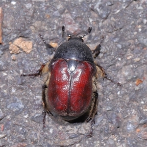 Bisallardiana gymnopleura at Acton, ACT - 19 Jan 2025 01:30 PM