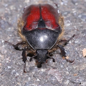 Bisallardiana gymnopleura at Acton, ACT - 19 Jan 2025 01:30 PM