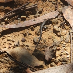 Unidentified Skink at Mogo, NSW - 11 Jan 2025 by DavidDedenczuk