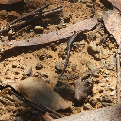 Unidentified Skink at Mogo, NSW - 12 Jan 2025 by DavidDedenczuk