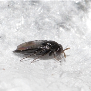 Chalcidoidea (superfamily) at Forde, ACT - 23 Jan 2025 11:55 AM