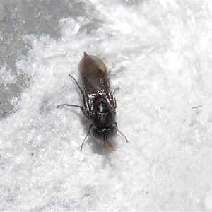 Chalcidoidea (superfamily) at Forde, ACT - 23 Jan 2025 11:55 AM