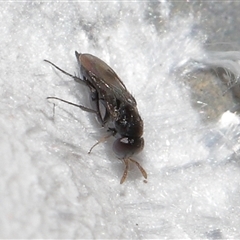 Chalcidoidea (superfamily) at Forde, ACT - 23 Jan 2025 11:55 AM