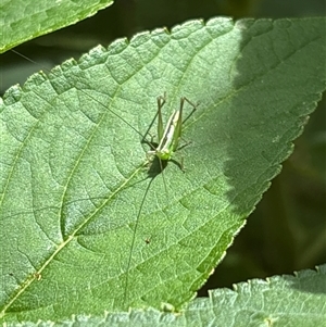 Conocephalus semivittatus (Meadow katydid) at Lyneham, ACT by KyliePossum