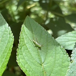 Conocephalus semivittatus at Lyneham, ACT - suppressed