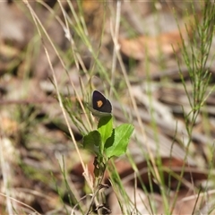 Unidentified Blue or Copper (Lycaenidae) at Mogo, NSW - 11 Jan 2025 by DavidDedenczuk