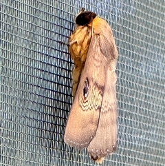 Dasypodia selenophora (Southern old lady moth) at Weetangera, ACT - 19 Jan 2025 by SarahE