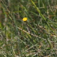 Leptorhynchos squamatus subsp. alpinus (Scaly Buttons) at Cotter River, ACT - 20 Jan 2025 by RAllen