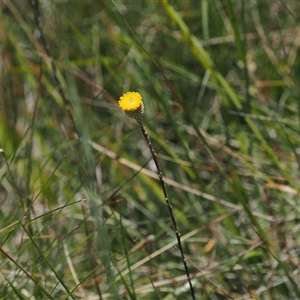 Leptorhynchos squamatus subsp. alpinus (Scaly Buttons) at Cotter River, ACT by RAllen